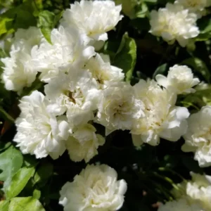 White Lady Bank Rose Climbing Live Plant, 2 Year Old Rose Plant, Very Fragrant, Yellow Climbing Rose in 6 Inc Pot, 1 to 2 Feet Tall