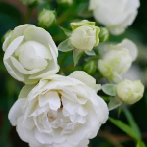 White Lady Bank Rose Climbing Live Plant, 2 Year Old Rose Plant, Very Fragrant, Yellow Climbing Rose in 6 Inc Pot, 1 to 2 Feet Tall