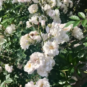 White Lady Bank Rose Climbing Live Plant, 2 Year Old Rose Plant, Very Fragrant, Yellow Climbing Rose in 6 Inc Pot, 1 to 2 Feet Tall