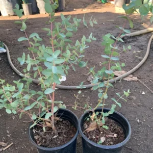 Large Silver Drop Eucalyptus Tree 1-2 Feet Tall in 6 Inc Pot, Silver Drop Eucalyptus Live Plant, Fresh Eucalyptus for Indoor and Outdoor Planting