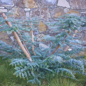 Large Silver Drop Eucalyptus Tree 1-2 Feet Tall in 6 Inc Pot, Silver Drop Eucalyptus Live Plant, Fresh Eucalyptus for Indoor and Outdoor Planting