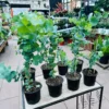 Large Silver Dollar Tree 1-2 Feet Tall in 6 Inc Pot, Silver Dollar Eucalyptus Live Plant, Fresh Eucalyptus for Indoor and Outdoor Planting
