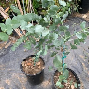 Large Silver Dollar Tree 1-2 Feet Tall in 6 Inc Pot, Silver Dollar Eucalyptus Live Plant, Fresh Eucalyptus for Indoor and Outdoor Planting