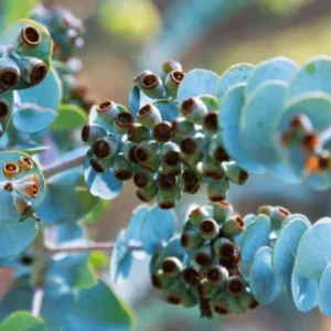 Large Silver Dollar Tree 1-2 Feet Tall in 6 Inc Pot, Silver Dollar Eucalyptus Live Plant, Fresh Eucalyptus for Indoor and Outdoor Planting