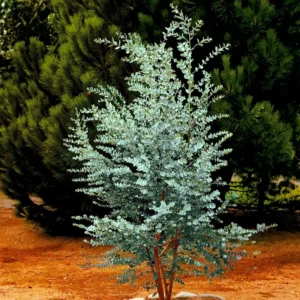 Large Silver Drop Eucalyptus Tree 1-2 Feet Tall in 6 Inc Pot, Silver Drop Eucalyptus Live Plant, Fresh Eucalyptus for Indoor and Outdoor Planting