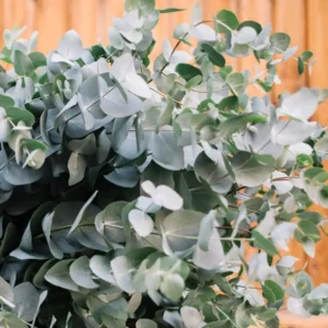Large Silver Drop Eucalyptus Tree 1-2 Feet Tall in 6 Inc Pot, Silver Drop Eucalyptus Live Plant, Fresh Eucalyptus for Indoor and Outdoor Planting
