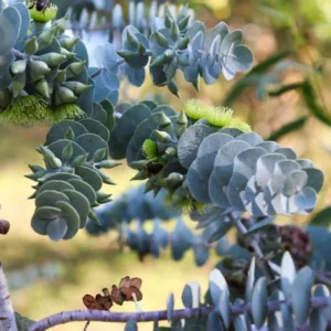 Large Silver Dollar Tree 1-2 Feet Tall in 6 Inc Pot, Silver Dollar Eucalyptus Live Plant, Fresh Eucalyptus for Indoor and Outdoor Planting