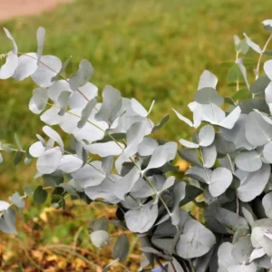 Large Silver Drop Eucalyptus Tree 1-2 Feet Tall in 6 Inc Pot, Silver Drop Eucalyptus Live Plant, Fresh Eucalyptus for Indoor and Outdoor Planting
