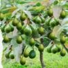 Avocado Plants Live Grafted Tree - 1 Feet Tall - Fast Growing and Easy to Care - Cold Hardy - Zones 9 to 11