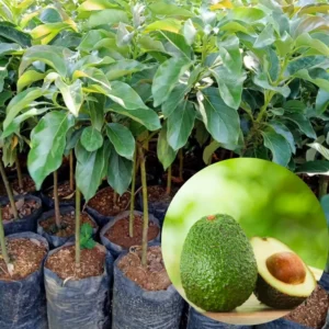 Avocado Plants Live Grafted Tree - 1 Feet Tall - Fast Growing and Easy to Care - Cold Hardy - Zones 9 to 11