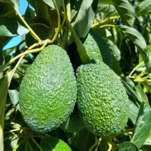 Avocado Plants Live Grafted Tree - 1 Feet Tall - Fast Growing and Easy to Care - Cold Hardy - Zones 9 to 11