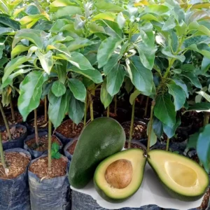 Avocado Plants Live Grafted Tree - 1 Feet Tall - Fast Growing and Easy to Care - Cold Hardy - Zones 9 to 11