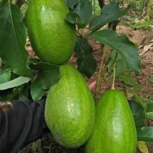 Avocado Plants Live Grafted Tree - 1 Feet Tall - Fast Growing and Easy to Care - Cold Hardy - Zones 9 to 11