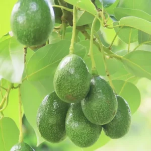 Sets 2 Avocado Trees Live Plants - 12 to 18 Inches Tall - Grafted Avocado Tree for Planting Indoor Outdoor, Cold Hardy