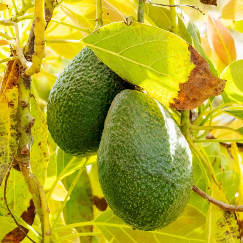 Sets 2 Avocado Trees Live Plants - 12 to 18 Inches Tall - Grafted Avocado Tree for Planting Indoor Outdoor, Cold Hardy