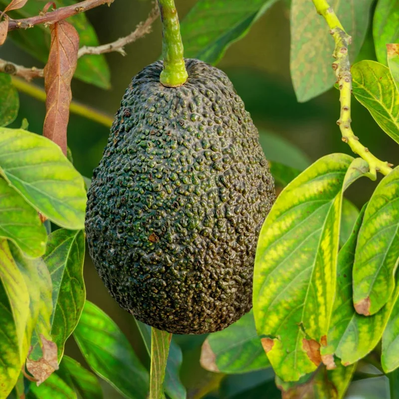 Sets 2 Avocado Trees Live Plants - 12 to 18 Inches Tall - Grafted Avocado Tree for Planting Indoor Outdoor, Cold Hardy