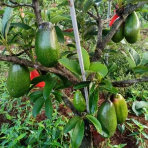 Avocado Plants Live Grafted Tree - 1 Feet Tall - Fast Growing and Easy to Care - Cold Hardy - Zones 9 to 11