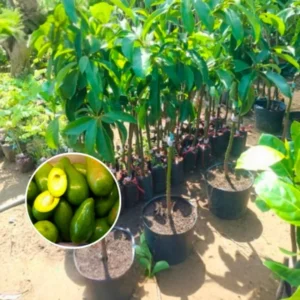 Avocado Plants Live Grafted Tree - 1 Feet Tall - Fast Growing and Easy to Care - Cold Hardy - Zones 9 to 11