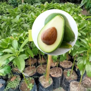 Avocado Plants Live Grafted Tree - 1 Feet Tall - Fast Growing and Easy to Care - Cold Hardy - Zones 9 to 11