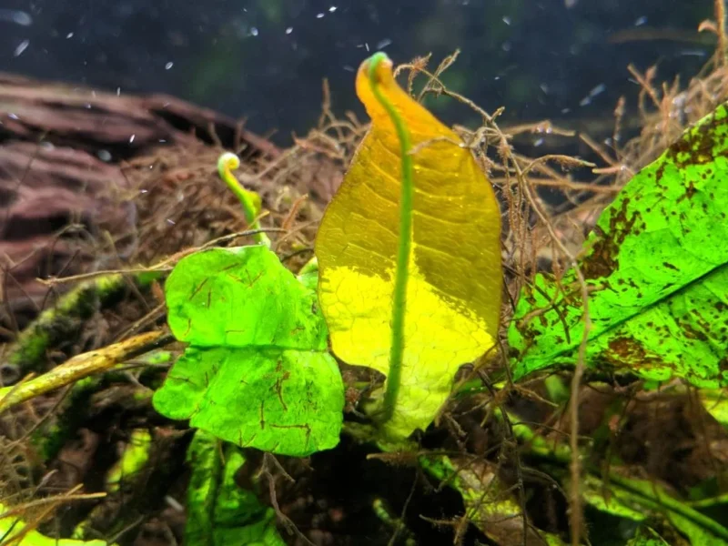 Yellow leaves on a Java Fern
