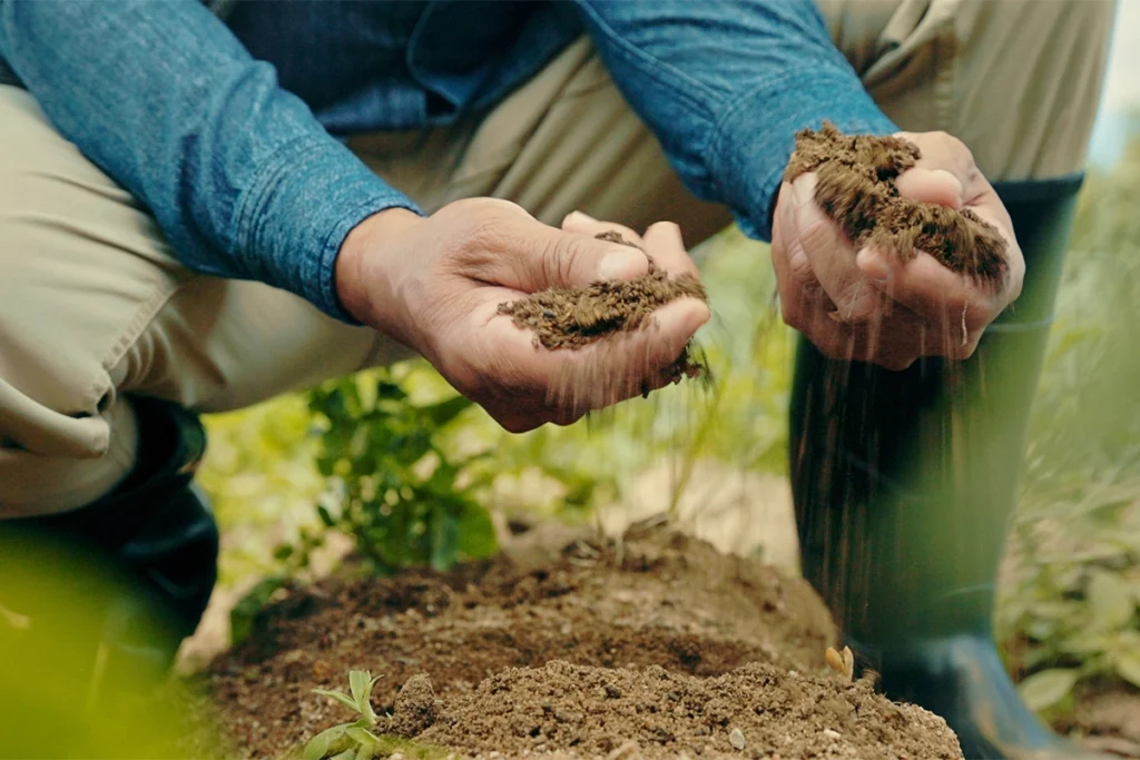 Rich, well-draining organic soil, ideal for planting Geranium