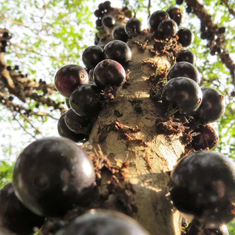 Jaboticaba Tree, Black Jaboticaba Tree Live, Fruit Tree 2 Feet Tall In Gallon Pot No Ship To CA