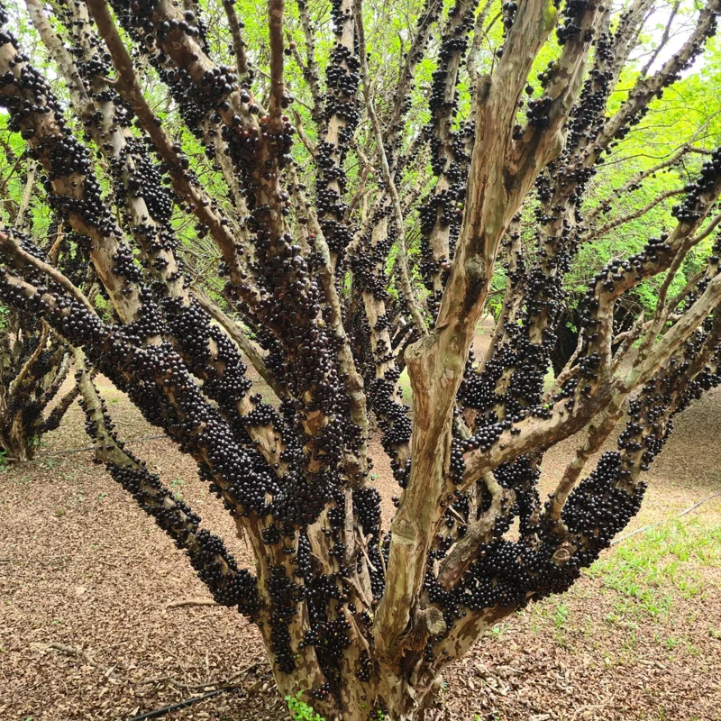 Jaboticaba Tree, Black Jaboticaba Tree Live, Fruit Tree 2 Feet Tall In Gallon Pot No Ship To CA