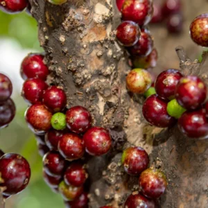 Jaboticaba Tree, Live Jaboticaba, Red Jaboticaba Fruit Tree Live Plant 3 Gallon Potted No Ship To CA