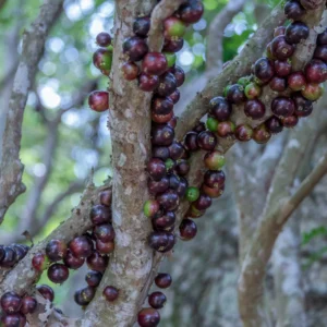 Jaboticaba Tree, Live Jaboticaba, Red Jaboticaba Fruit Tree Live Plant 3 Gallon Potted No Ship To CA