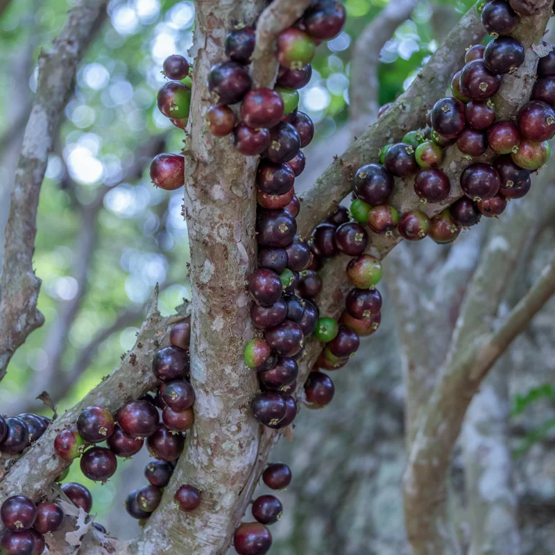Jaboticaba Tree, Live Jaboticaba, Red Jaboticaba Fruit Tree Live Plant 3 Gallon Potted No Ship To CA