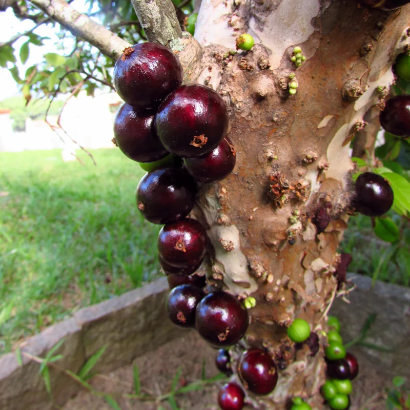 Jaboticaba Tree, Live Jaboticaba, Red Jaboticaba Fruit Tree Live Plant 3 Gallon Potted No Ship To CA