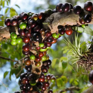 Jaboticaba Tree, Live Jaboticaba, Red Jaboticaba Fruit Tree Live Plant 3 Gallon Potted No Ship To CA