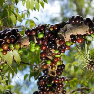 Jaboticaba Tree, Live Jaboticaba, Red Jaboticaba Fruit Tree Live Plant 3 Gallon Potted No Ship To CA