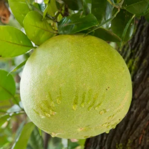 Pomelo Tree, Pomelo Fruit Plant 2 To 3 Feet, Citrus Tree, Potted Citrus No Ship To CA