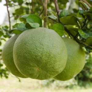 Pomelo Tree, Pomelo Fruit Plant 2 To 3 Feet, Citrus Tree, Potted Citrus No Ship To CA