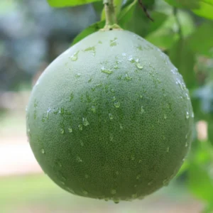 Pomelo Tree, Pomelo Fruit Plant 2 To 3 Feet, Citrus Tree, Potted Citrus No Ship To CA