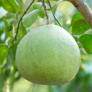 Pomelo Tree, Pomelo Fruit Plant 2 To 3 Feet, Citrus Tree, Potted Citrus No Ship To CA