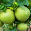 Pomelo Tree, Pomelo Fruit Plant 2 To 3 Feet, Citrus Tree, Potted Citrus No Ship To CA