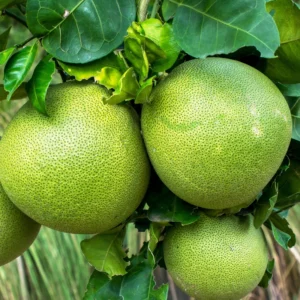 Pomelo Tree, Pomelo Fruit Plant 2 To 3 Feet, Citrus Tree, Potted Citrus No Ship To CA