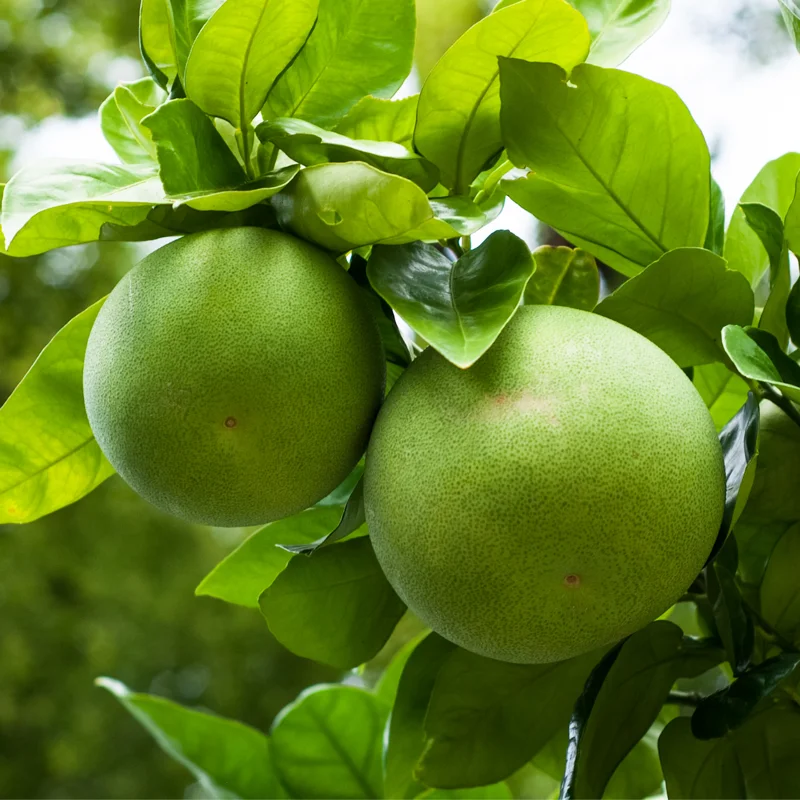 Pomelo Plant, Pomelo Citrus Tree, Citrus Tree Live Plant From 2 To 3 Feet Height, Potted Citrus Tree No Ship To CA