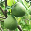 Pomelo Plant, Pomelo Citrus Tree, Citrus Tree Live Plant From 2 To 3 Feet Height, Potted Citrus Tree No Ship To CA