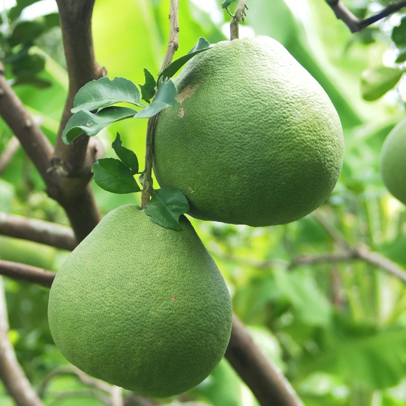 Pomelo Plant, Pomelo Citrus Tree, Citrus Tree Live Plant From 2 To 3 Feet Height, Potted Citrus Tree No Ship To CA