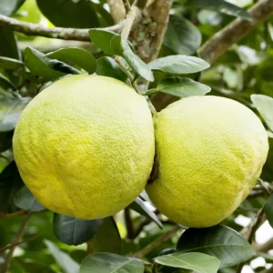 Pomelo Plant, Pomelo Citrus Tree, Citrus Tree Live Plant From 2 To 3 Feet Height, Potted Citrus Tree No Ship To CA