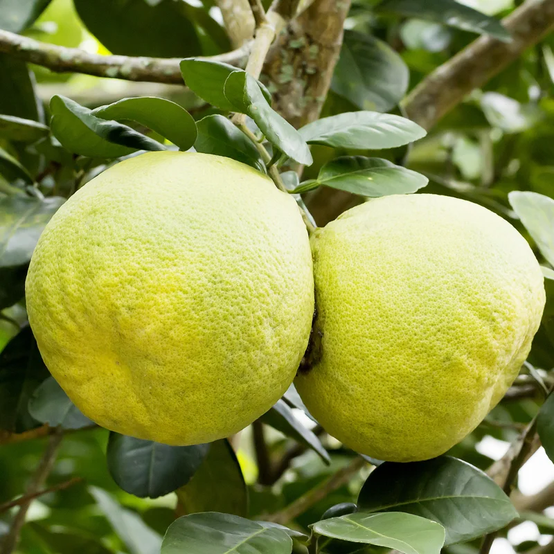 Pomelo Plant, Pomelo Citrus Tree, Citrus Tree Live Plant From 2 To 3 Feet Height, Potted Citrus Tree No Ship To CA