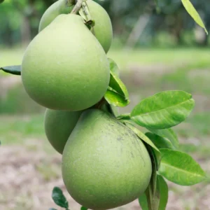 Pomelo Plant, Pomelo Citrus Tree, Citrus Tree Live Plant From 2 To 3 Feet Height, Potted Citrus Tree No Ship To CA
