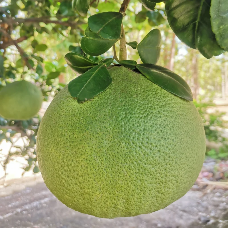 Pomelo Plant, Pomelo Citrus Tree, Citrus Tree Live Plant From 2 To 3 Feet Height, Potted Citrus Tree No Ship To CA
