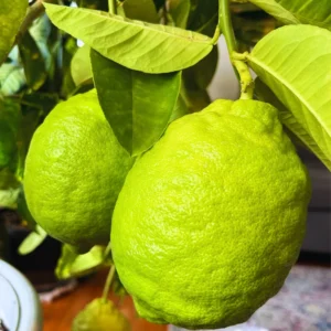 Live Lemon Tree, Ponderosa Lemon Tree Live Plant, Outdoor Lemon Tree, Large Lemon Tree Potted 2 To 3 Feet Tall No Ship To CA