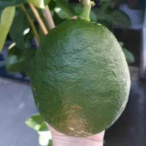 Live Lemon Tree, Ponderosa Lemon Tree Live Plant, Outdoor Lemon Tree, Large Lemon Tree Potted 2 To 3 Feet Tall No Ship To CA