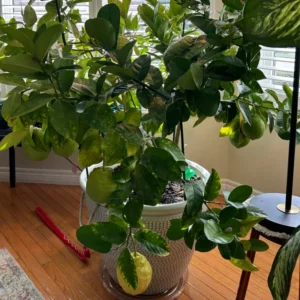Live Lemon Tree, Ponderosa Lemon Tree Live Plant, Outdoor Lemon Tree, Large Lemon Tree Potted 2 To 3 Feet Tall No Ship To CA