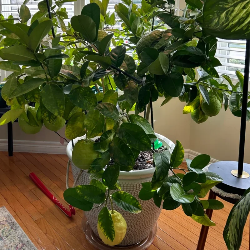 Live Lemon Tree, Ponderosa Lemon Tree Live Plant, Outdoor Lemon Tree, Large Lemon Tree Potted 2 To 3 Feet Tall No Ship To CA
